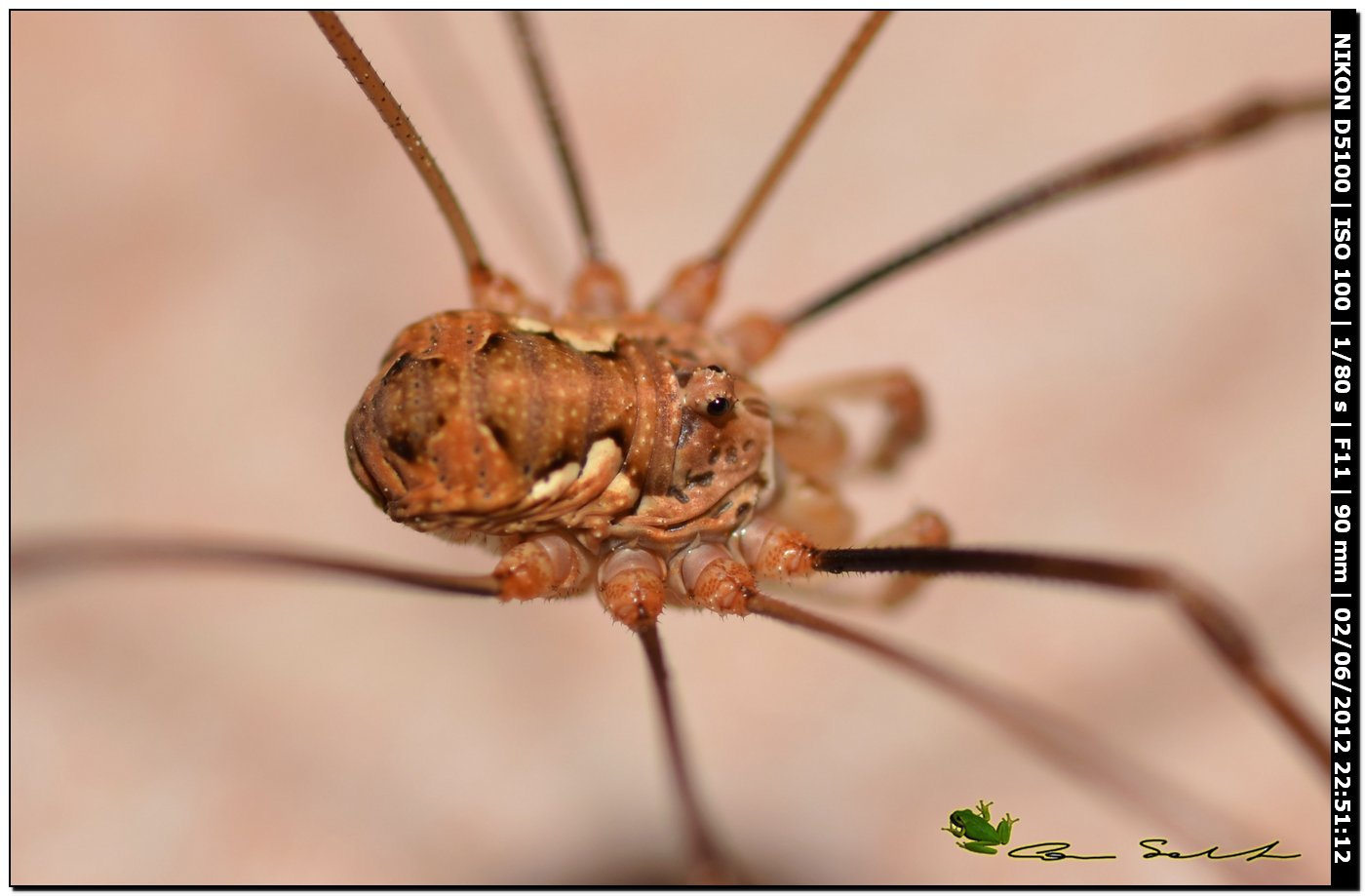 Dasylobus argentatus da Usini 137